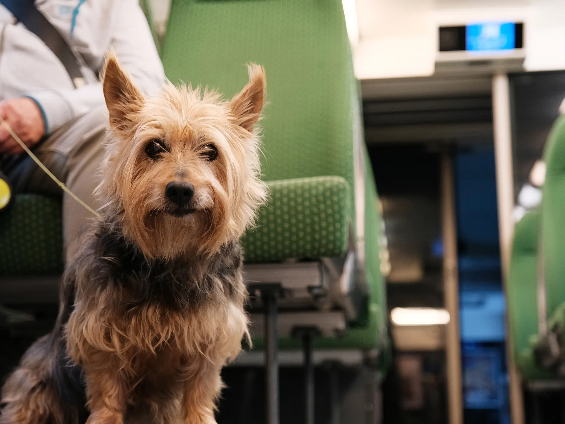 En hund reser på en egen sittplats på VR:s fjärrtåg.