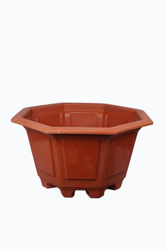 Daphne — Bonsai Planters