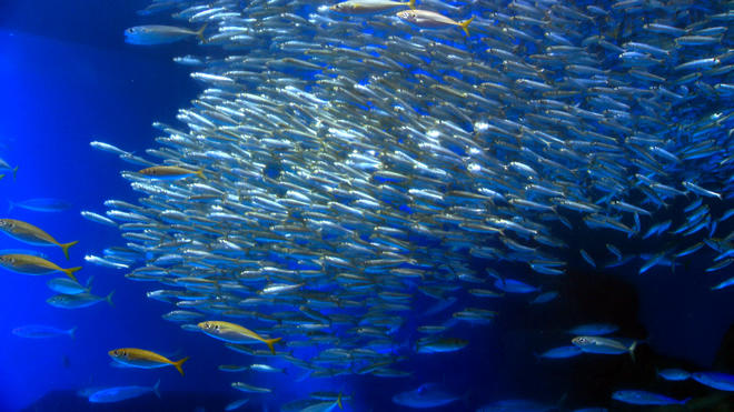 いわしが群れとなって泳ぐ