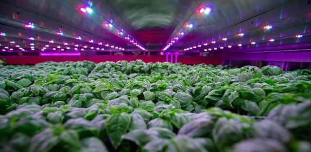 垂直農法を採用したプラント