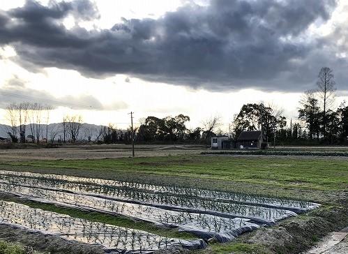 今年は湖南農高の畑で野菜作り体験を計画中