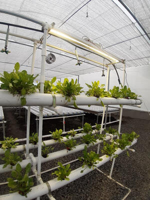 環境制御型農業の栽培室で使われているオムロンのIoT環境センサー