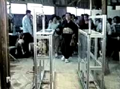 Photo of a meal ticket vending machine at Daimaru Department Store, Kyoto