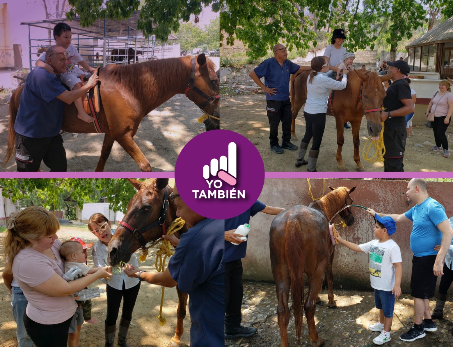 Collage de cuatro fotos donde hay niños con discapacidad conviviendo con caballos.