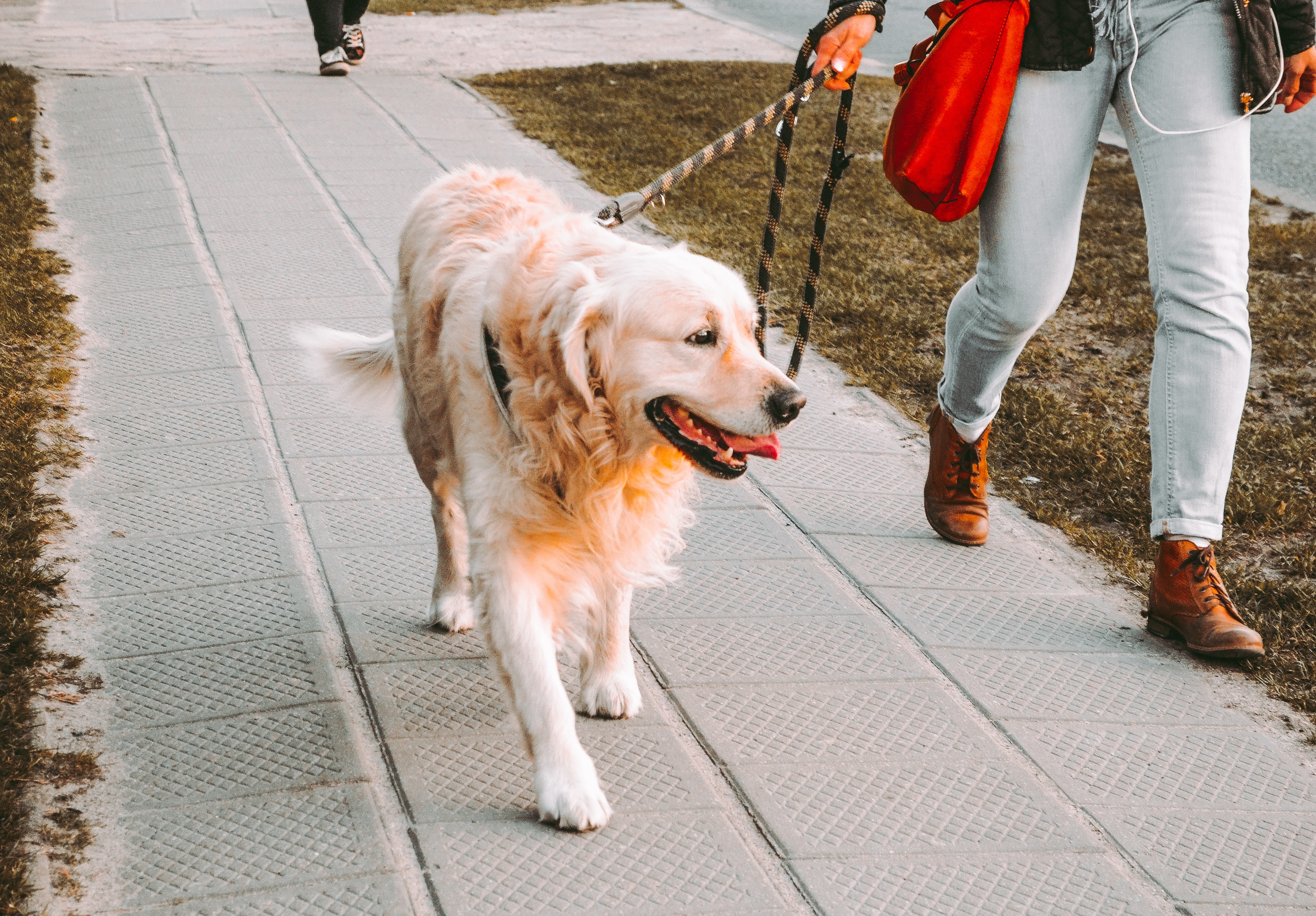 Fotografía de un labrador con correa paseando junto a su dueño por las calles de una ciudad.