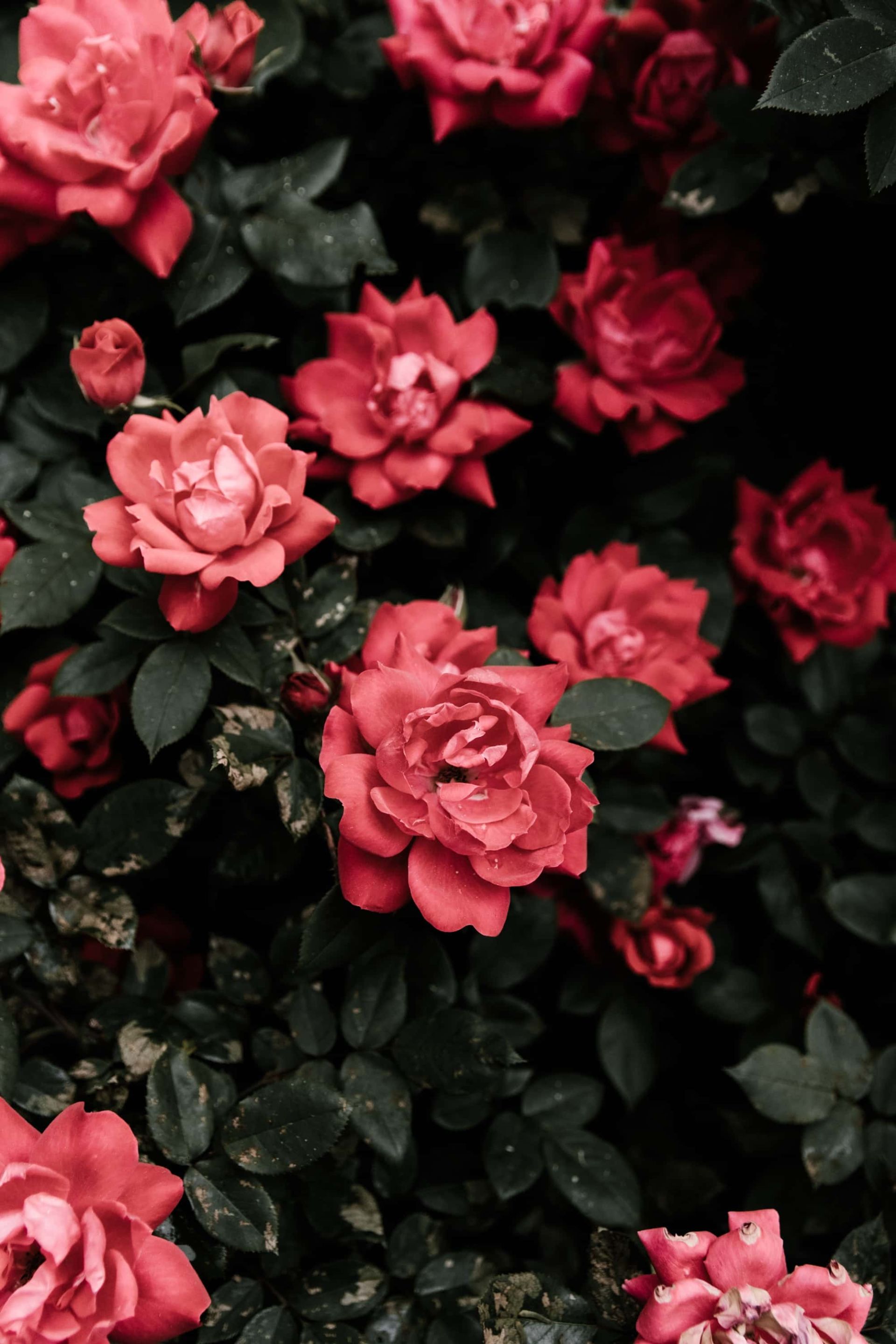 The Val de Marne rose garden