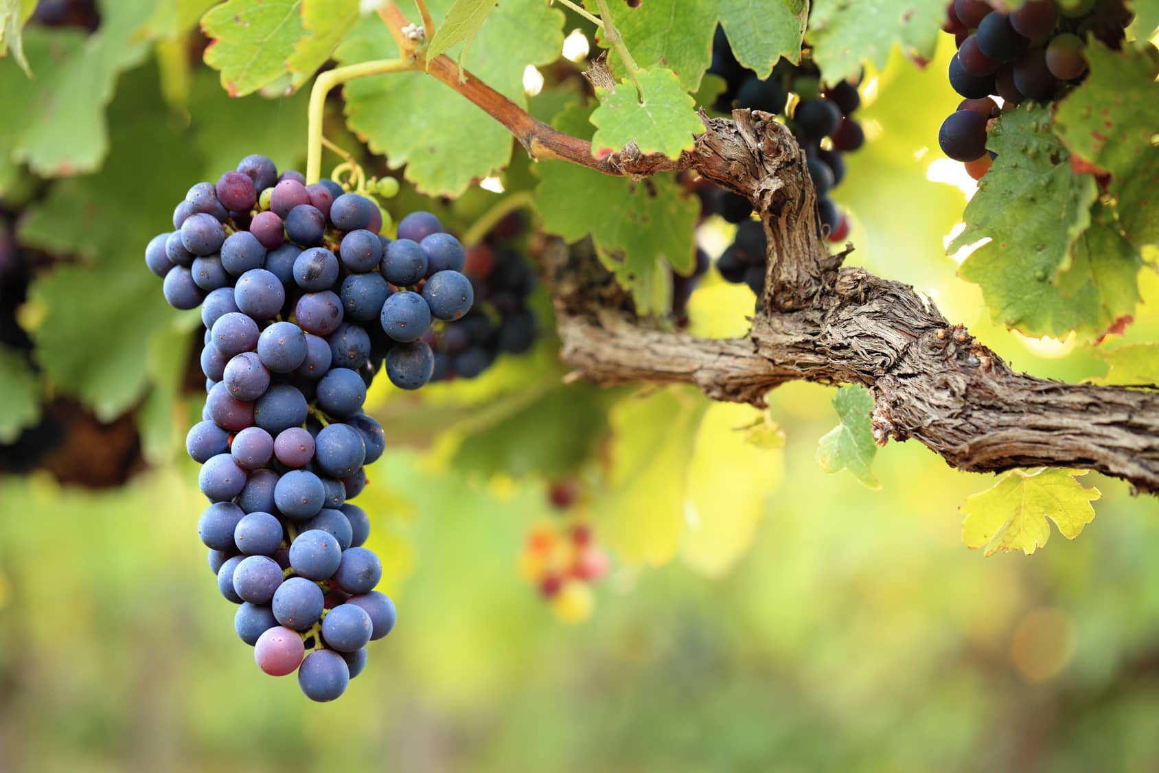 Maison des Vins du Languedoc 