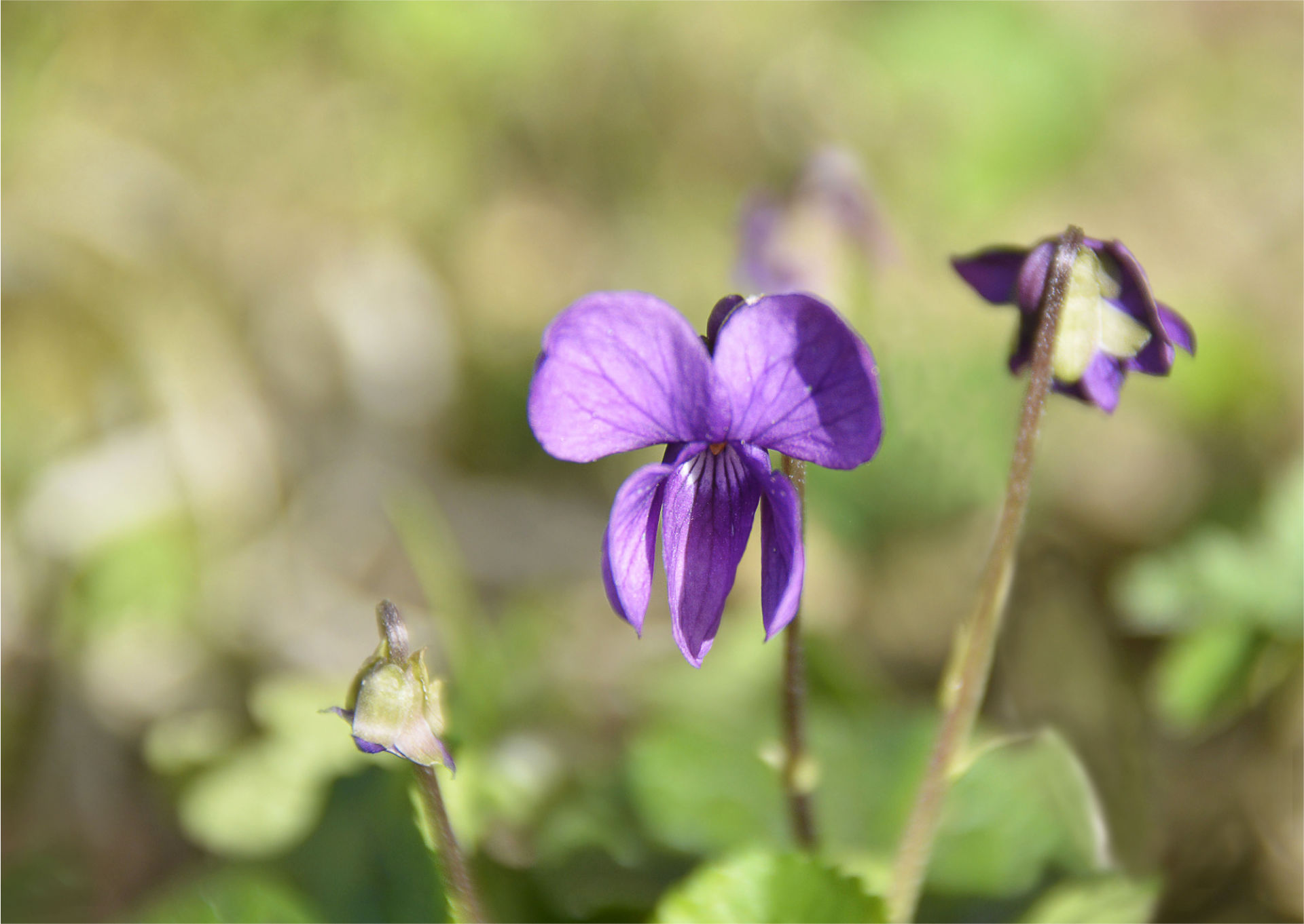 La Maison de la Violette