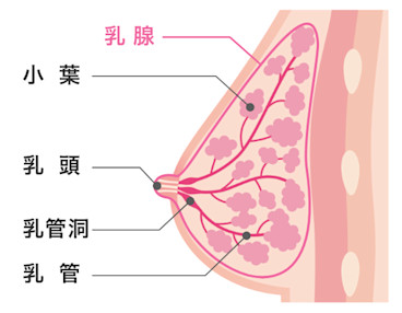 高濃度乳腺(デンスブレスト)とは?基礎知識と受診すべき乳がん検診を紹介