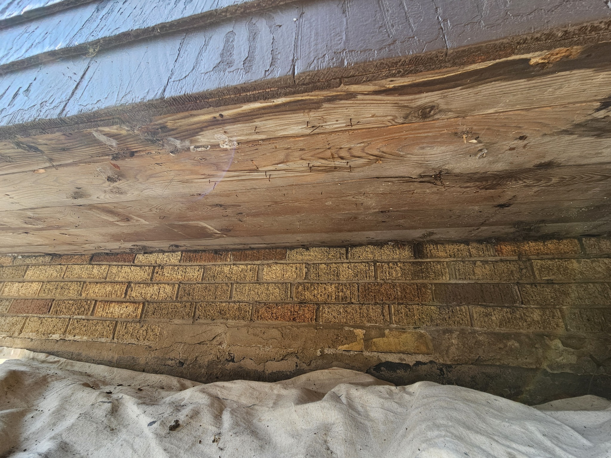 windowRestorationGal4