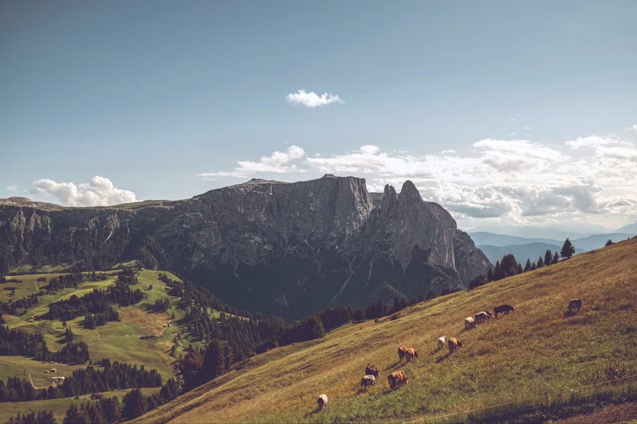 [Customer story] IDM Sudtirol - Cover Image