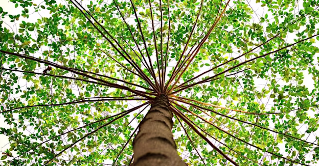 Création d’une arborescence de site Web : étapes clés pour un référencement optimal — Cover Image