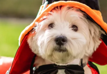 Mejor Disfraz Mascotas Mallplaza