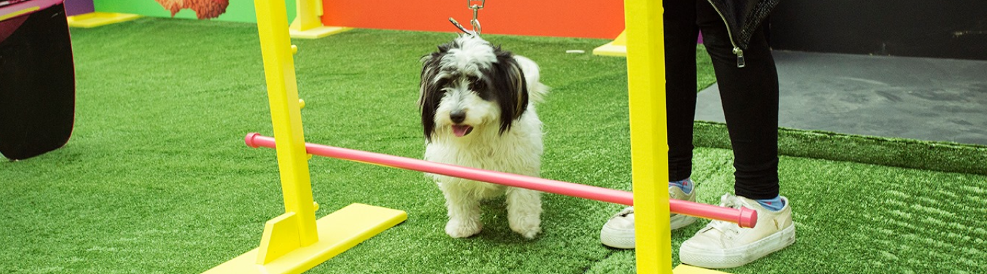 Blog - Pet Friendly 3