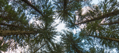 image responsiva de mallplaza