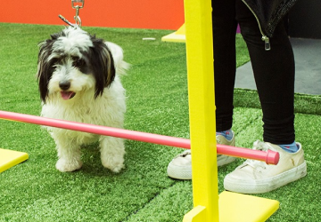 Blog - Pet Friendly 3