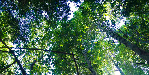 image responsiva de mallplaza