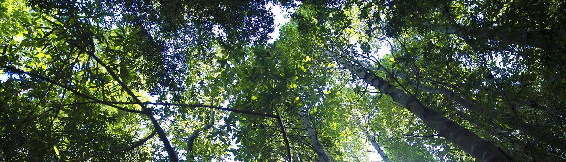 image responsiva de mallplaza