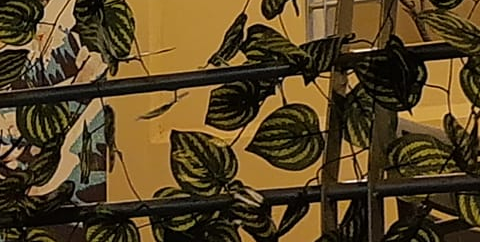 image responsiva de mallplaza