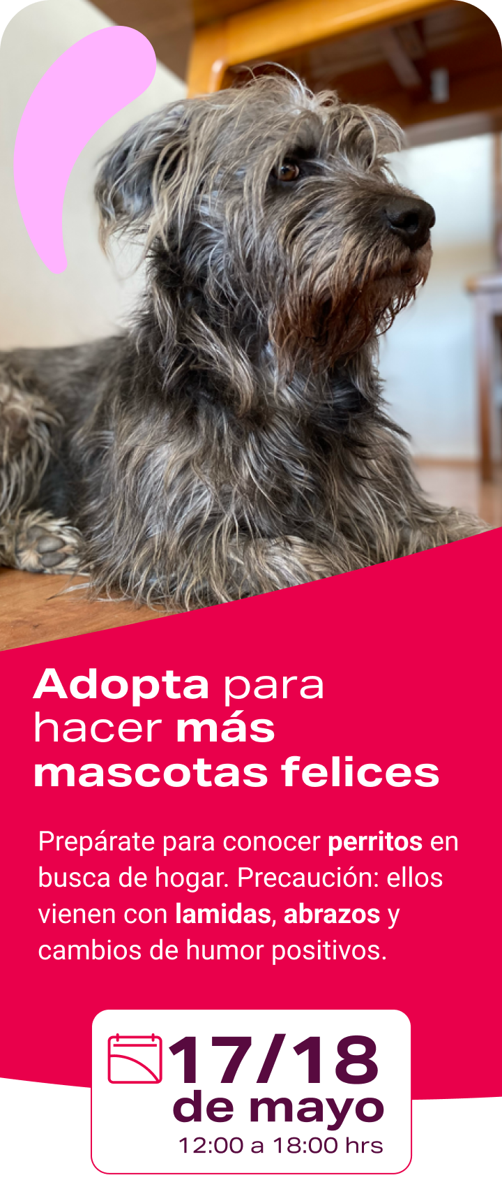 Jornada de adopcion - Fechas