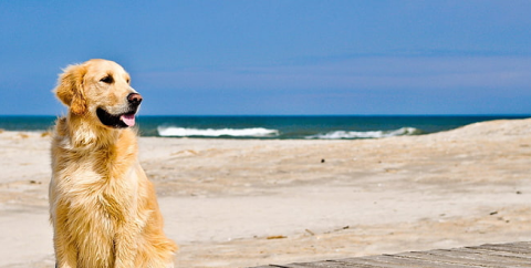 image responsiva de mallplaza