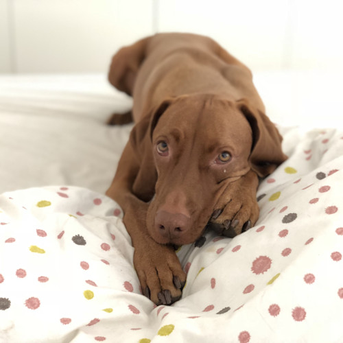 Dog friendly short breaks come in all shapes and sizes, from running free on the beach to long-distance trails across the country.