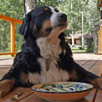 Rentals For Dog Friendly Vacations On The East Coast Vrbo