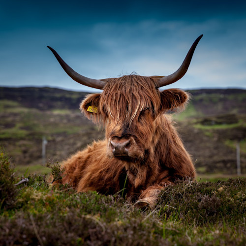 An iconic Highland cow in Scotland
