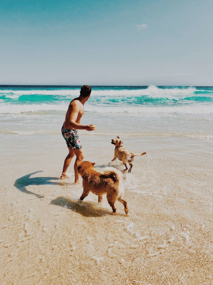 crecer concepto Siete Playas para perros en Andalucía - Playas pet-friendly | Vrbo España