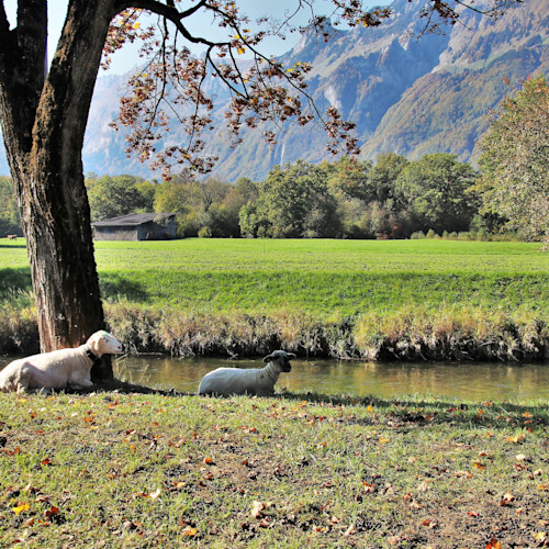 Moutons