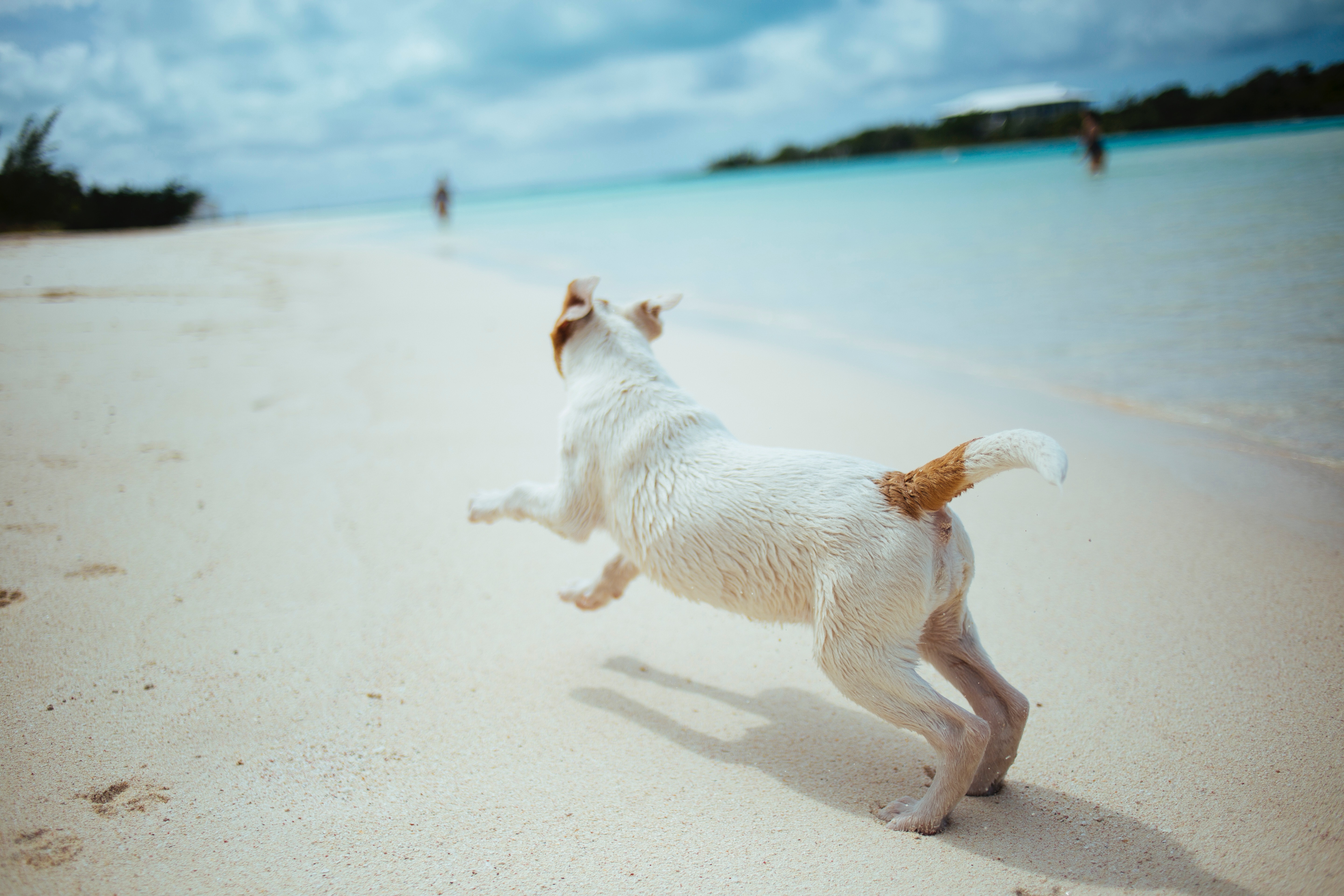 Celo Limón Convencional Vacaciones con perro- Alojamientos Vrbo que admiten animales | Vrbo España