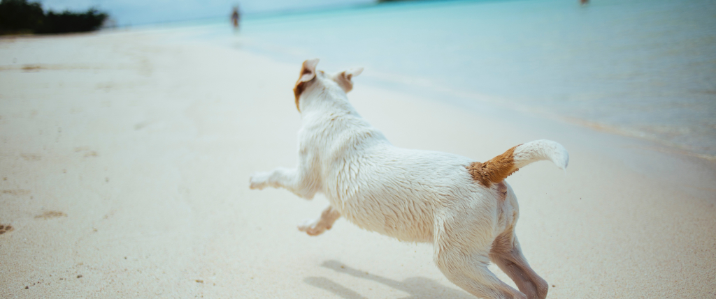 Playas para perros en las Islas Canarias - pet-friendly | Vrbo