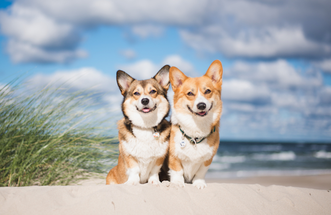 Playas Para Perros En Cantabria Playas Pet Friendly Vrbo España