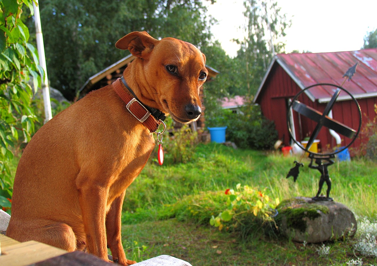 yorkshire log cabins dog friendly