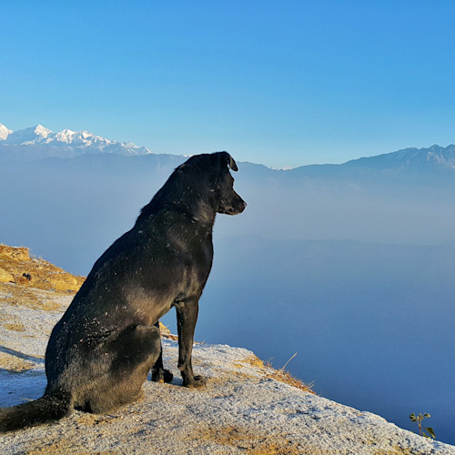 There’s a vast range of pet friendly holiday houses for rent in the UK and abroad