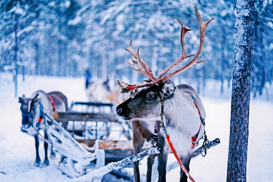 Viaje Al Pueblo De Papa Noel Rovaniemi En Finlandia Vrbo Espana