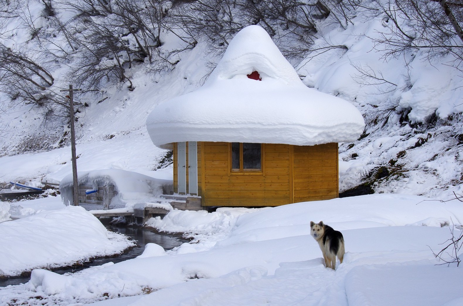 log cabin breaks with dogs