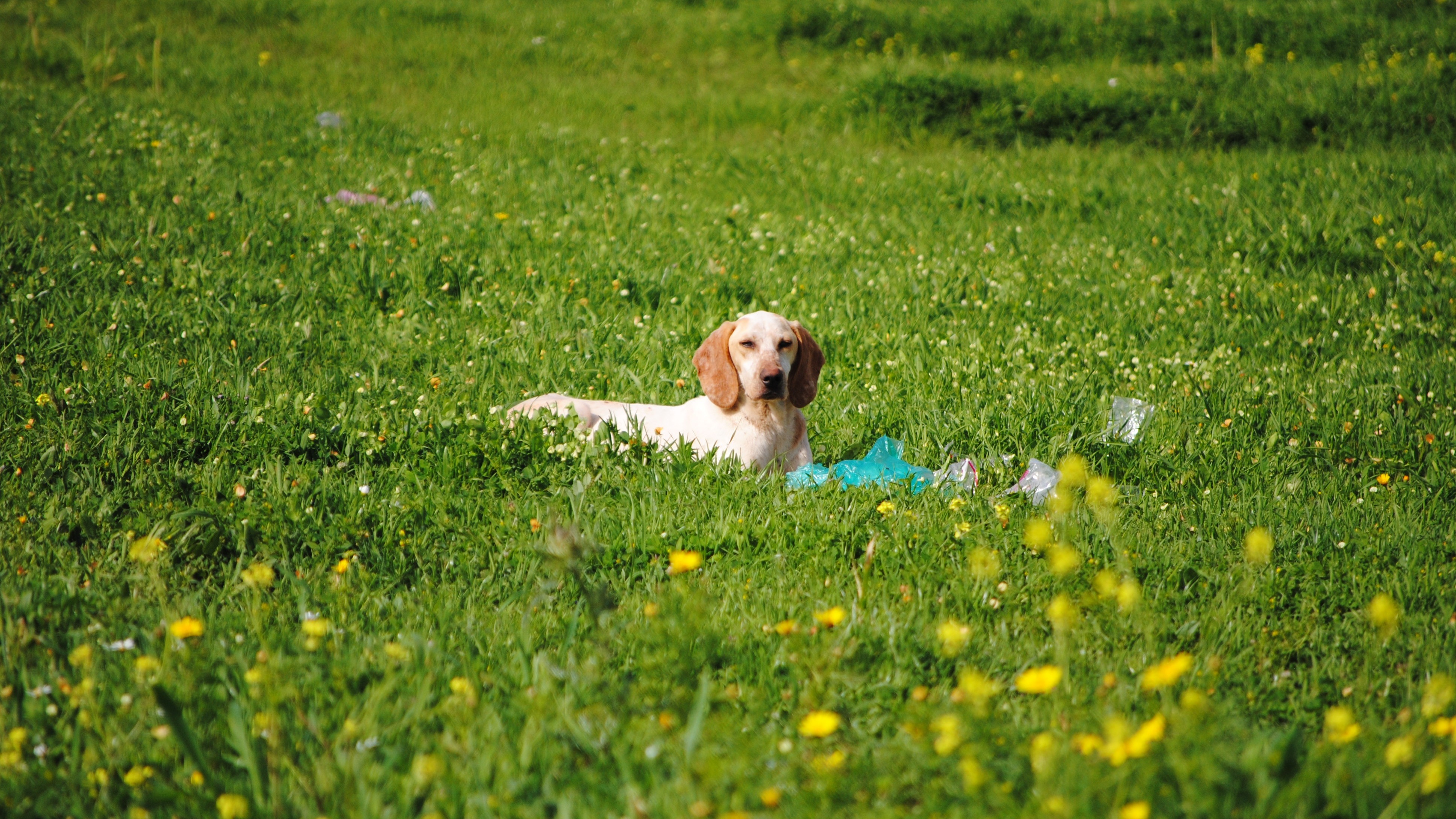 owners direct lake district dog friendly