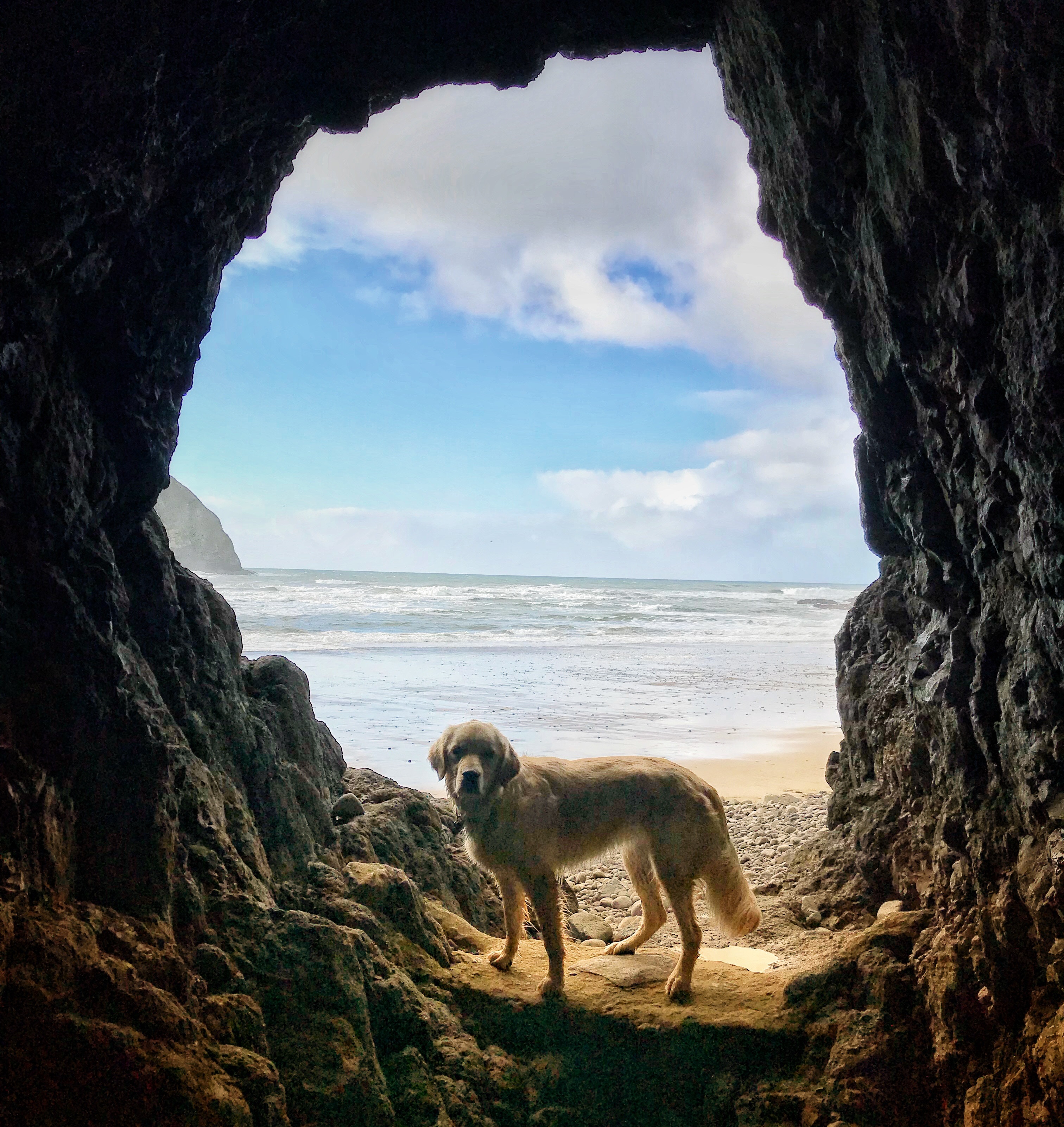 holiday lets wales dog friendly