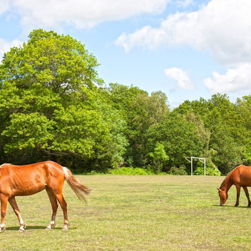 Horses in the New Forest
