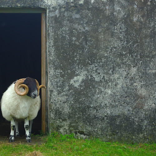 A sheep stands by the door of a Scottish barn