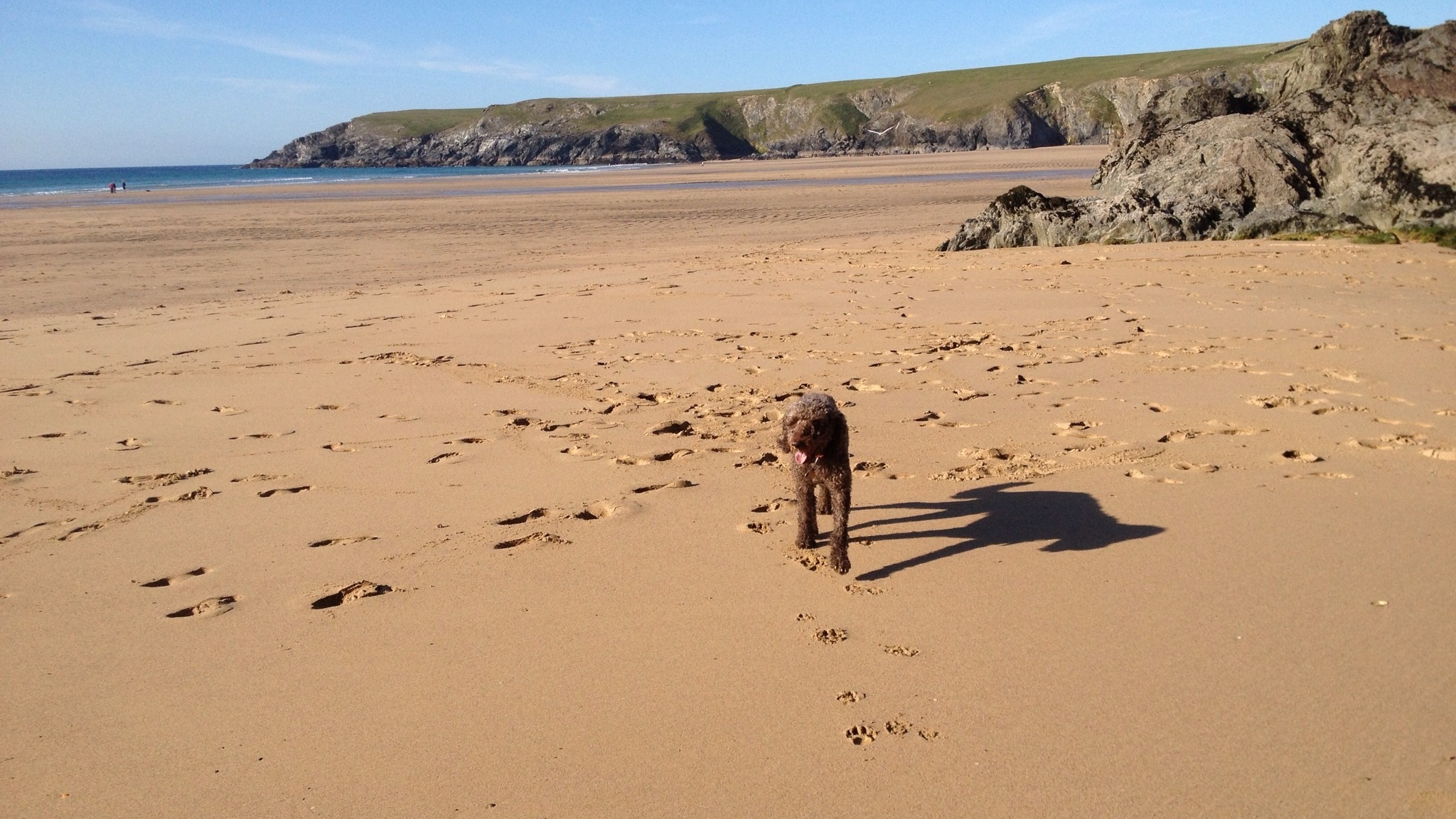 cornish holidays with dogs
