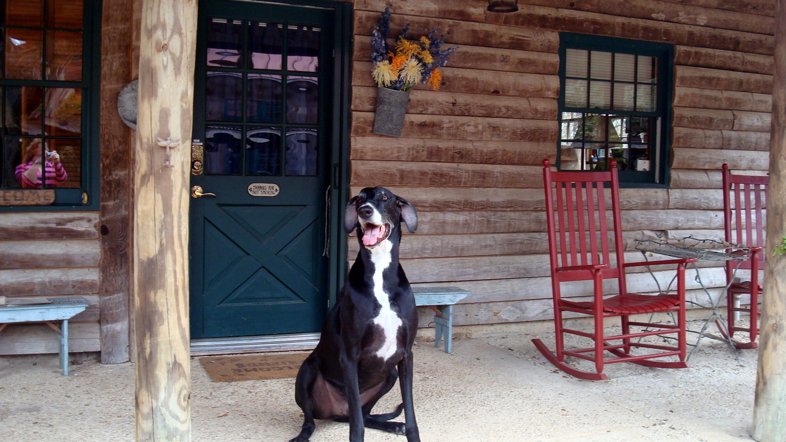 dog friendly cabin rentals near me
