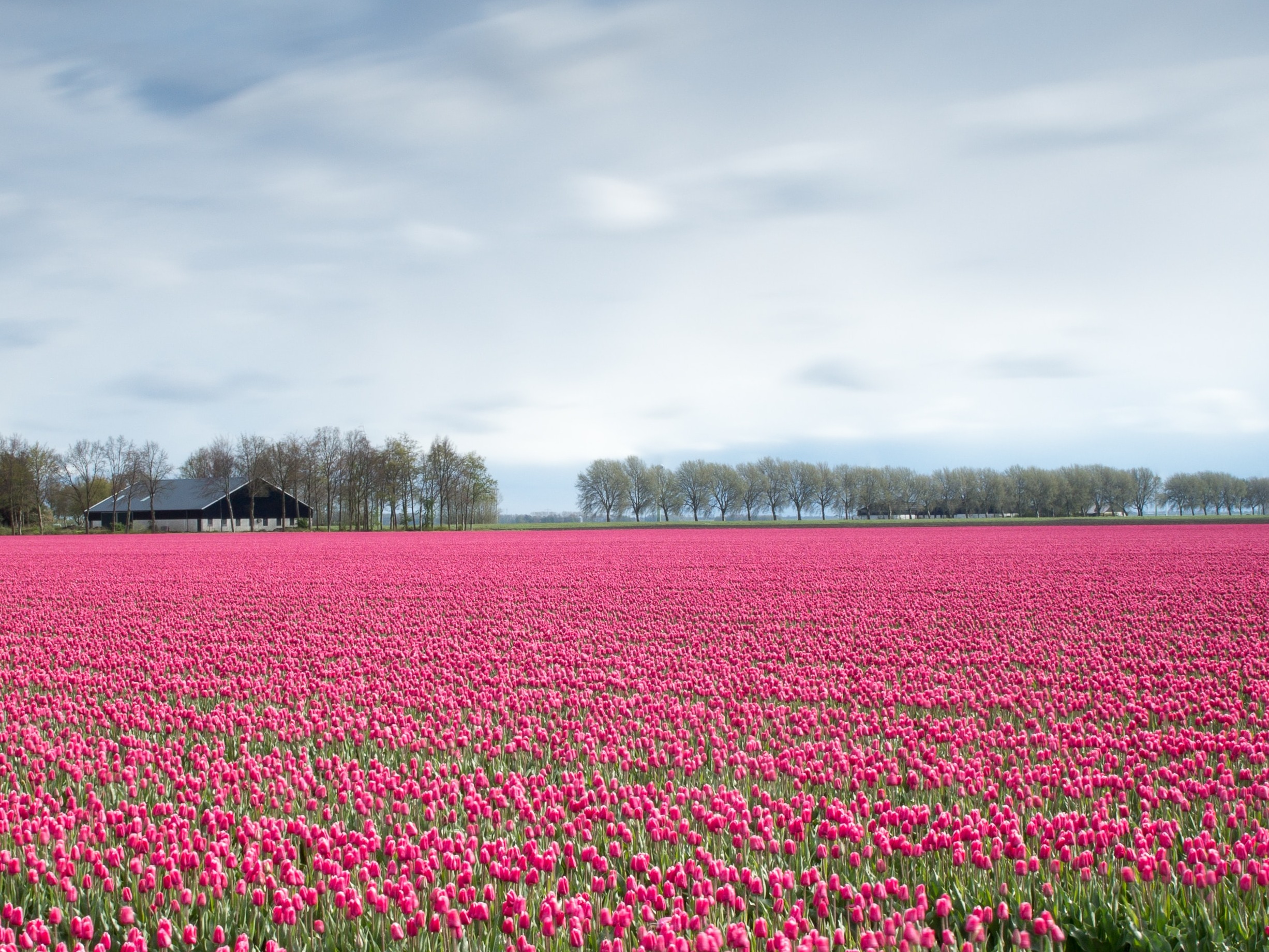 Zur Tulpenblute Nach Holland Und Im Blutenmeer Baden Fewo Direkt