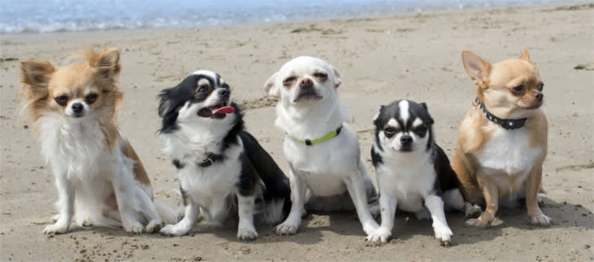 Urlaub Mit Hund Ferien Mit Dem Vierbeiner Fewo Direkt