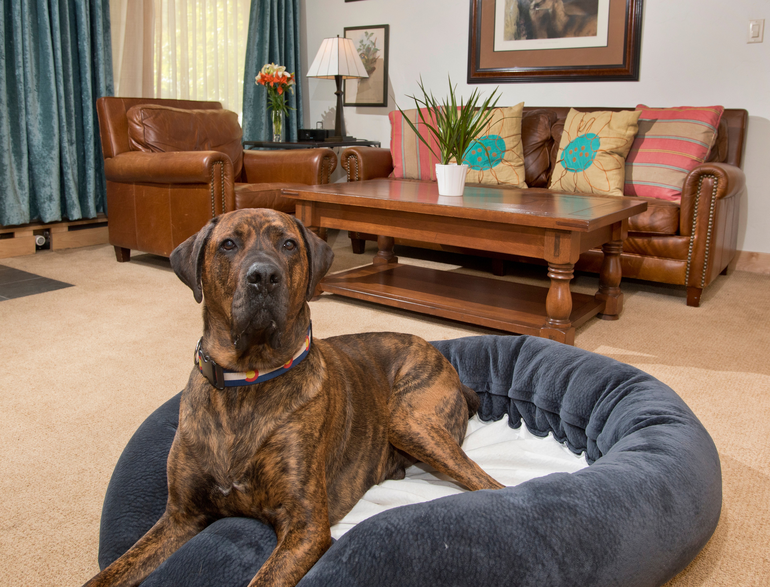 large pet friendly holiday homes