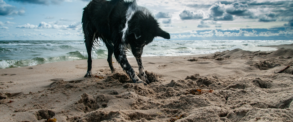 Spiagge Cani In Sicilia Al Mare Con Il Cane Vrbo Italia