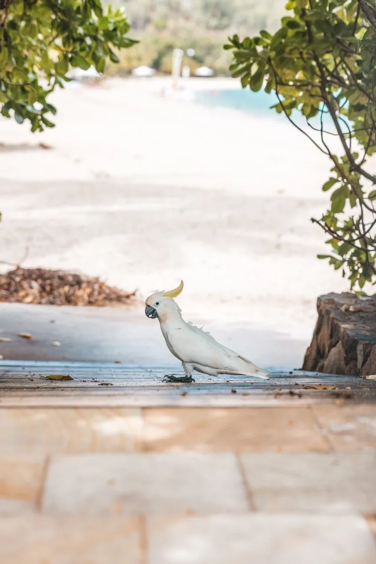 Sustainability - Why-are-mclaren-working-with-the-great-barrier-reef-foundation - Taking a trip to the Great Barrier Reef - 0