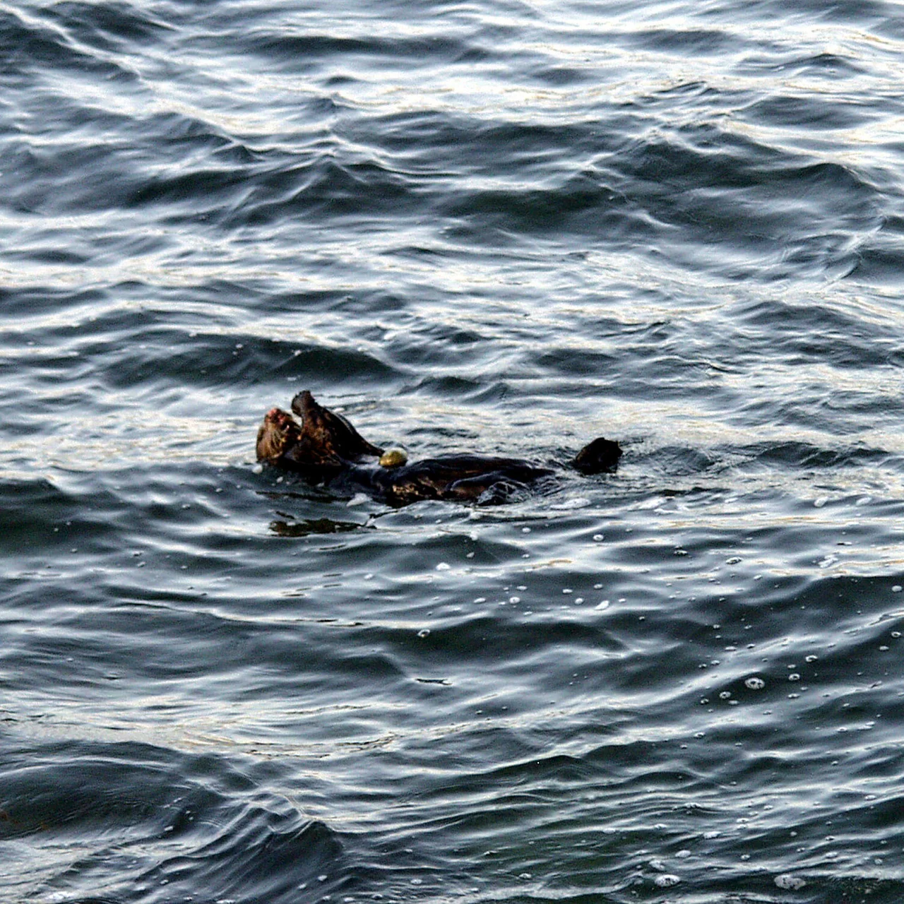 Formula 1 2023 - 6. McLaren have a high-performance Otter habitat at the MTC 