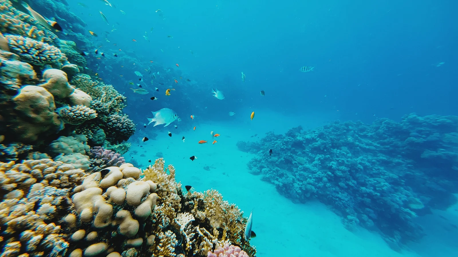 Partners - Neom -   - 5